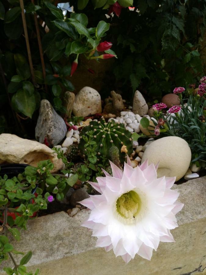 L'Hibiscus di Lucia Villa Alghero Eksteriør billede