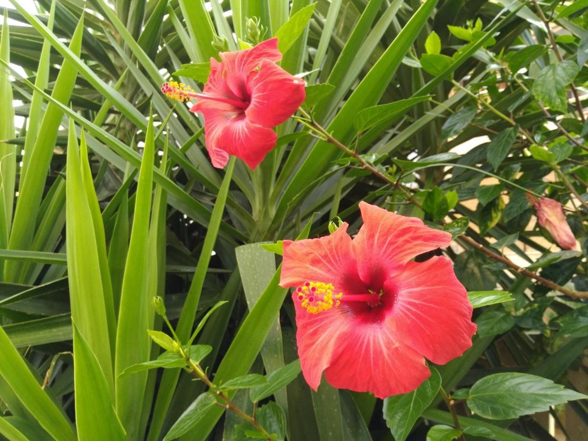 L'Hibiscus di Lucia Villa Alghero Eksteriør billede